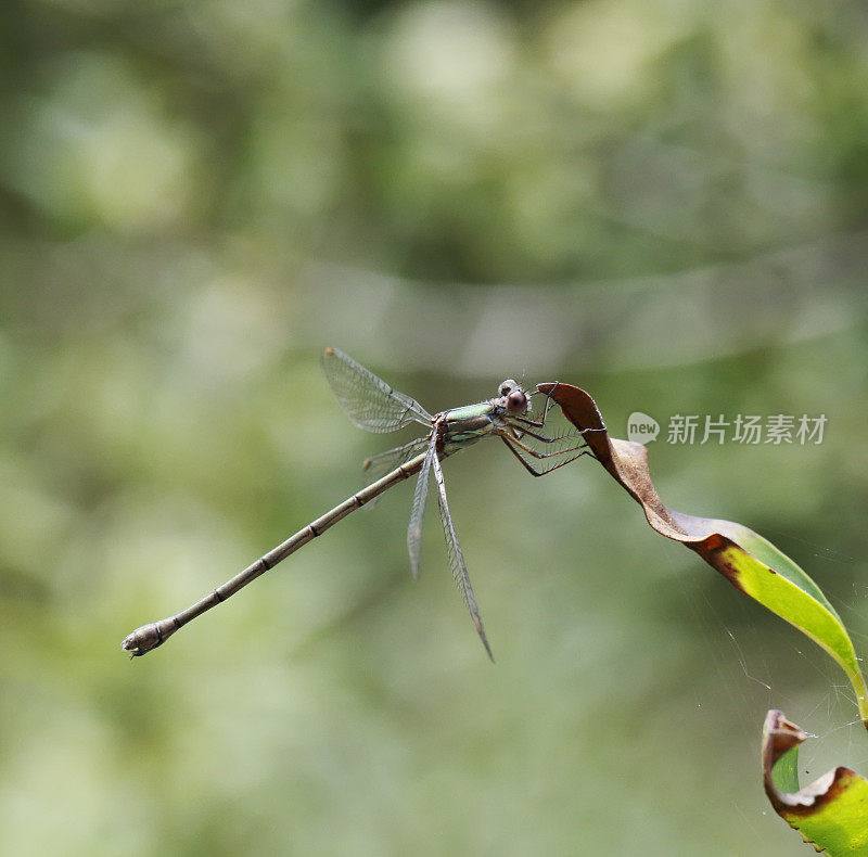 西柳展翅蜻蜓(lesstes viridis)雌性